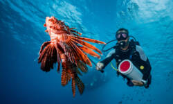 Lionfish Hunter