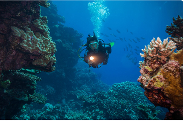 Night & Limited Visibility Diver